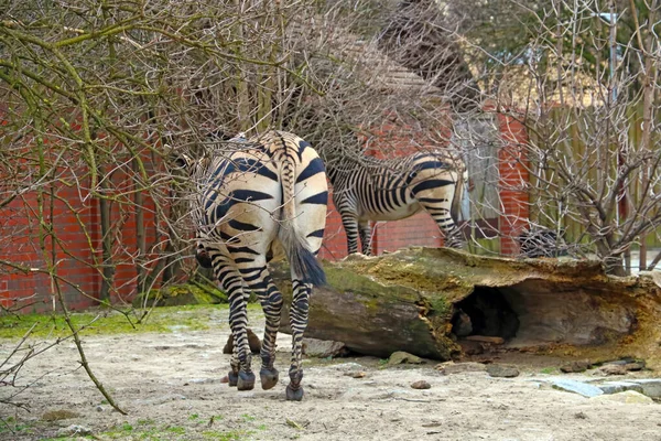 Rear View Zebra Park — Stock Photo, Image