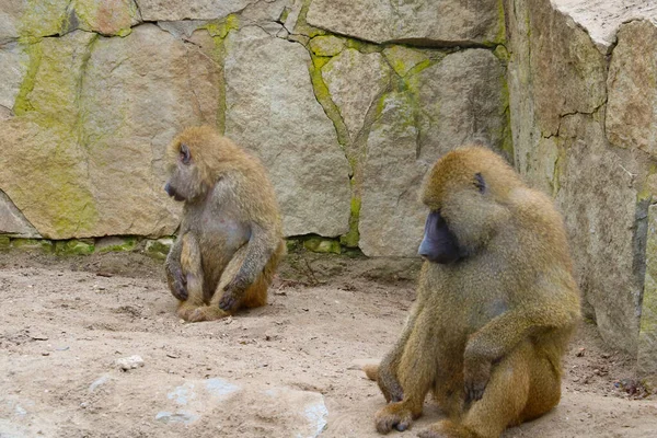 Close Monkeys Sitting Ground — Zdjęcie stockowe