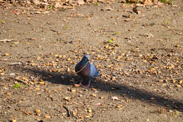 Dove Holding Small Branch Its Beak — Foto de Stock