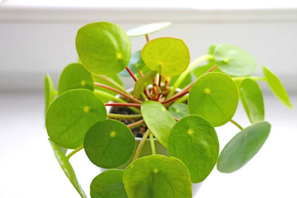 Крупным Планом Зеленом Домашнем Цветке Pilea Peperomioides — стоковое фото