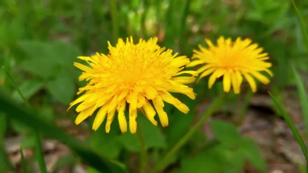 Close Blooming Yellow Dandelions Swaying Wind Meadow — Wideo stockowe