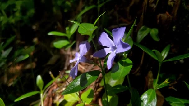 Красивый Фиолетовый Лесной Цветок Развевается Ветру — стоковое видео