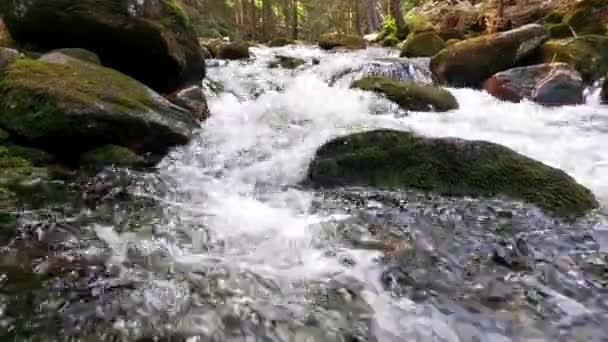 Arroyo Montaña Fluye Sobre Piedras Con Musgo Verde — Vídeo de stock