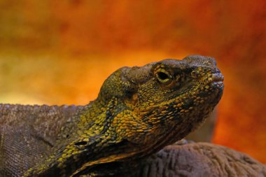 Parktaki küçük bir bukalemuna yakın çekim.