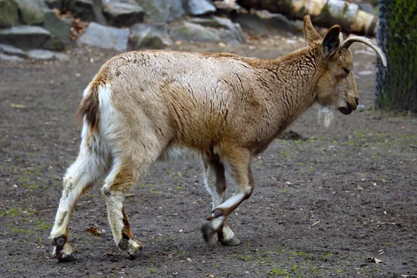 Utsikt Över Vuxen Ibex Stora Starka Horn — Stockfoto