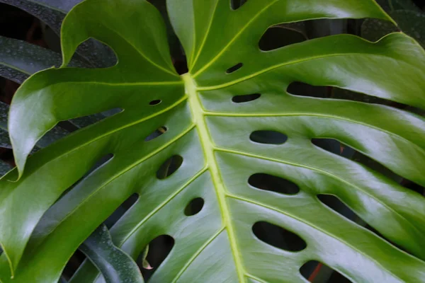 花园中热带植物美丽的绿叶 — 图库照片