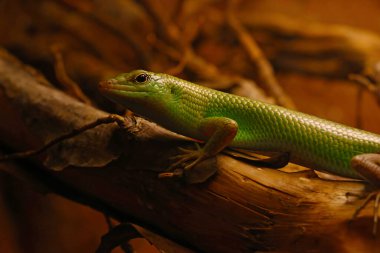 Hayvan parkında küçük bir kertenkele.