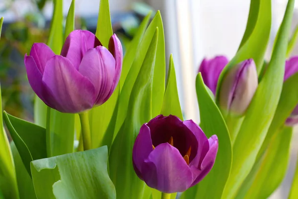 Tulipas Florescendo Parque Primavera Dia Ensolarado Cheiro Perfumado Flores — Fotografia de Stock