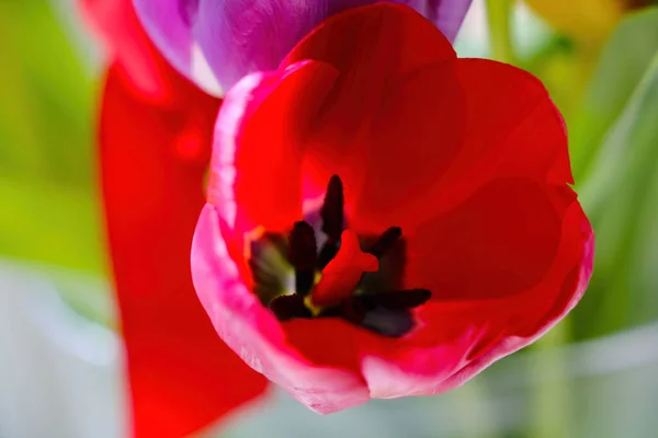 Floraison Des Tulipes Dans Parc Printemps Par Une Journée Ensoleillée — Photo