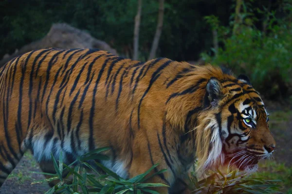 Närbild Vacker Vuxen Tiger Det Gröna — Stockfoto