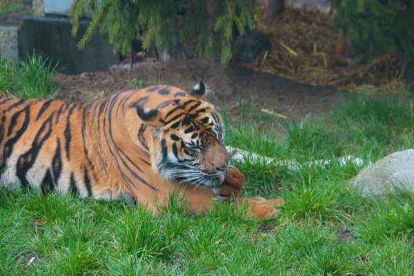 Out Focus Blurred Background Tiger Lies Grass Licks Its Paw — Stock Photo, Image