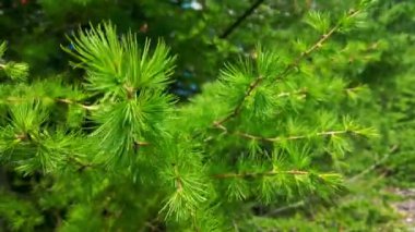 Rüzgarda sallanan köknar ağacının yeşil bir dalı