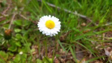 Yaz otlağında beyaz bir papatyanın yakın çekimi