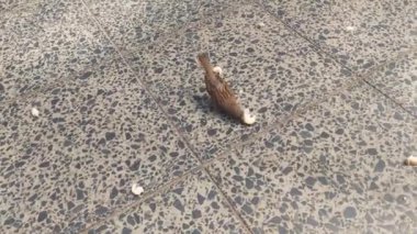 Yerde ekmek yiyen bir serçenin yakın çekimi.