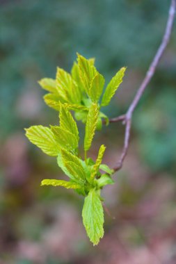 Parkta yeşil yaprakları olan genç bir ağaç dalı