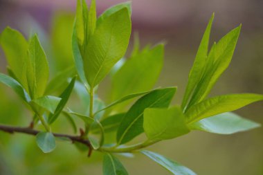 Yaz parkındaki bir ağacın yeşil dalının görüntüsü