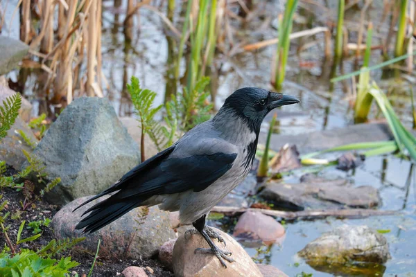 Nahaufnahme Einer Schwarzen Krähe Die Auf Einem Stein Wasser Steht — Stockfoto