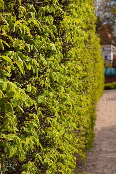 Belos Arbustos Verdes Com Folhas Jovens Uma Rua Cidade Parque — Fotografia de Stock