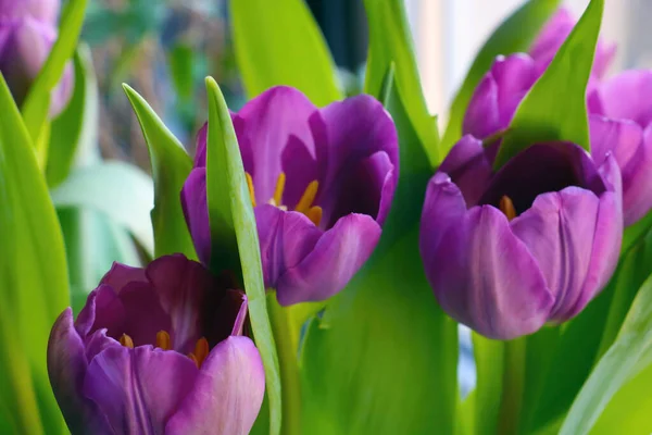 Linda Tulipa Florescendo Jardim Primavera Verão Cheiro Perfumado Parque Flores — Fotografia de Stock