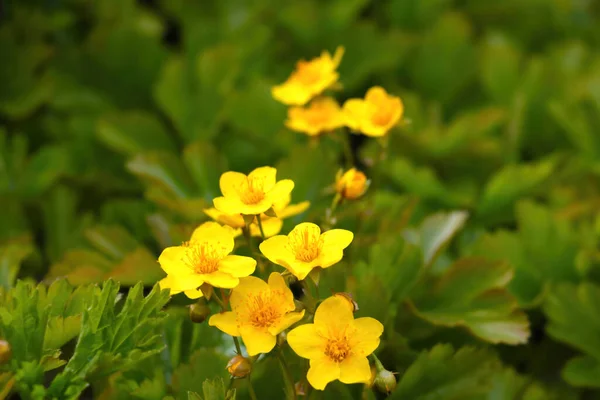 Utsikt Över Blommande Gula Fleråriga Blommor Park Eller Trädgård — Stockfoto