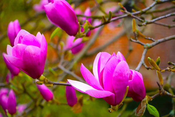 Belle Floraison Magnolia Dans Parc Printemps Été Odeur Aromatique Pendant — Photo