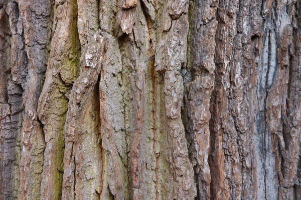 Blick Auf Die Rinde Eines Baumes Textur Hintergrund Leer Für — Stockfoto