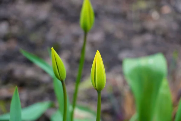 Piękny Widok Tulipan Parku Wiosną — Zdjęcie stockowe