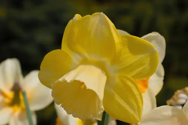 Vue Une Jonquille Fleurs Jaunes Dans Jardin — Photo