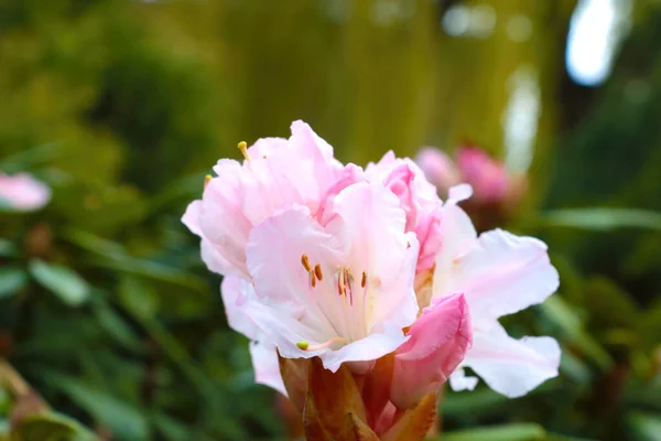 Primer Plano Del Rododendro Floreciente Parque —  Fotos de Stock