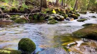 Güzel bir dağ ormanı nehri manzarası. Soğuk su taşların üzerinden hızla akıyor.