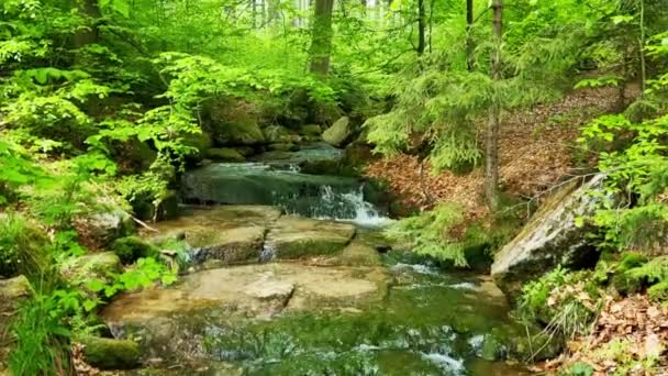 Piękny Malowniczy Krajobraz Lasu Wzdłuż Zbocza Płynie Mały Górski Strumyk — Wideo stockowe
