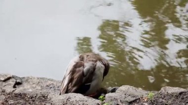 Bir gölün ya da nehrin kıyısında bir ördek oturur ve yıkar.