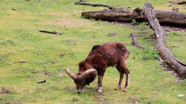 公園でヤギを食べる草のクローズアップ — ストック動画