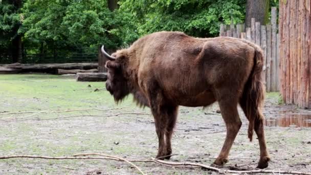 Närbild Vuxen Stor Bisonoxe Vilda Djur — Stockvideo