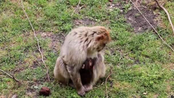 Primo Piano Una Scimmia Con Piccolo Cucciolo Seduto Terra — Video Stock