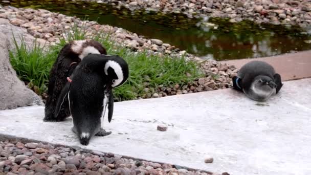 ペンギンは岸に立って肌をきれいにします — ストック動画