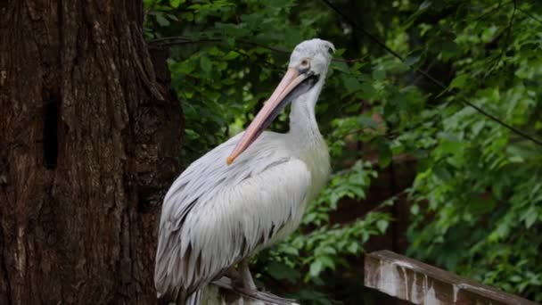 Gros Plan Pélican Adulte Assis Dans Arbre — Video