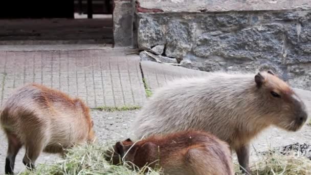Gros Plan Sur Kapybara Dans Parc Mangeant Herbe Foin — Video