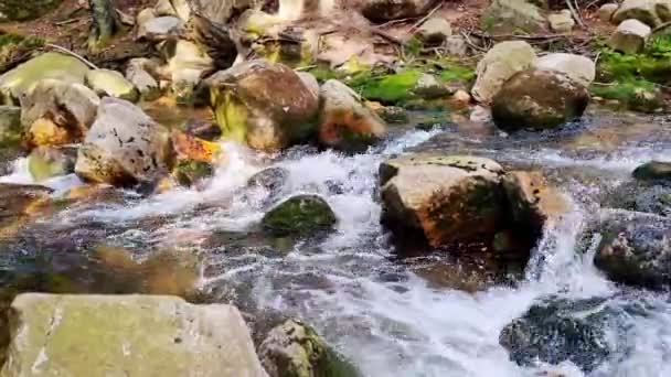 Piękna Malownicza Górska Rzeka Przepływa Przez Kamienie Lesie — Wideo stockowe