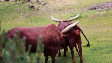 Watussi, Afrika 'da yetişen bir sığır cinsidir. Çok uzun boynuzlar, kan damarı sistemi tarafından nüfuz edilir ve ısı düzenleme için kullanılır.