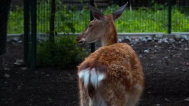 Parktaki bir sika geyiğine yakın plan.