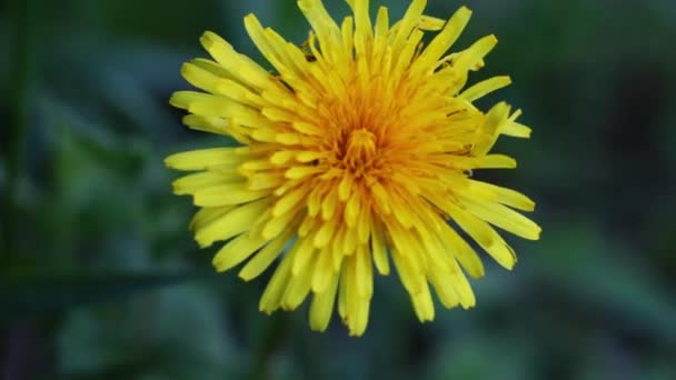 Bloeiende Gele Paardebloem Weide Zwaaiend Wind — Stockvideo