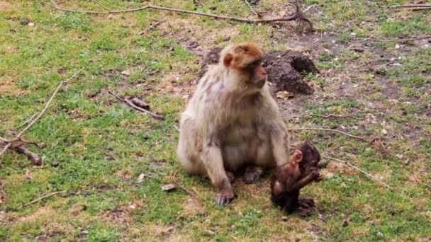 Gros Plan Sur Singe Adulte Ourson Sol — Video