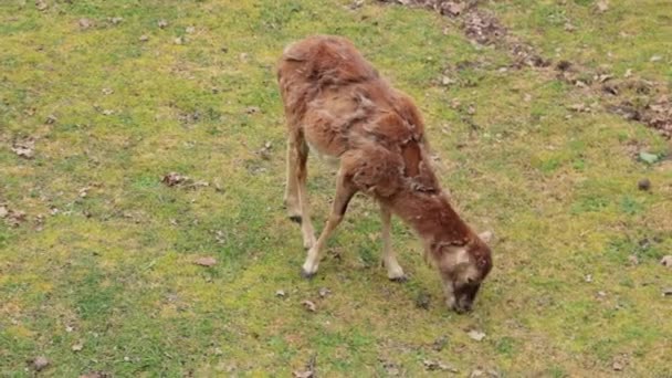 Ein Junges Lamm Frisst Schnelles Grünes Gras Park — Stockvideo
