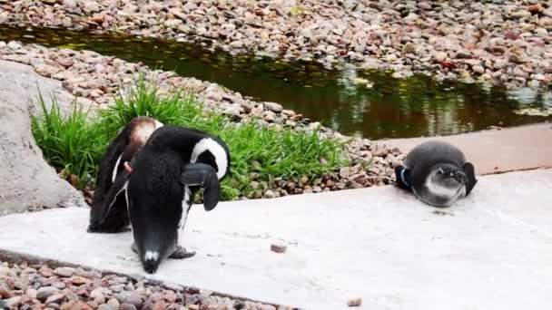 Pingvinek Állnak Parton Tisztítják Tollaikat — Stock videók