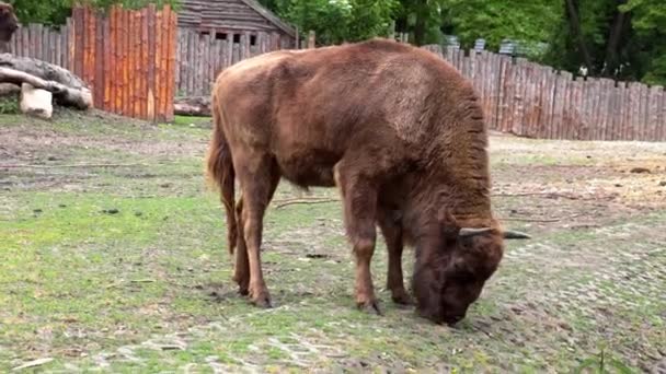 Close Large Bison Eating Grass — Stock Video