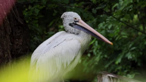 Pellicano Siede Albero Pulisce Sue Piume — Video Stock