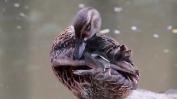 Close Van Een Eend Die Zijn Veren Snel Schoonmaakt — Stockvideo