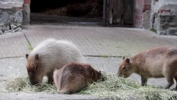 Primer Plano Kapybara Parque Para Animales — Vídeos de Stock