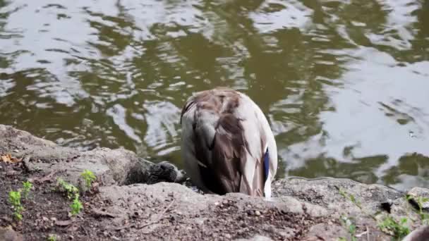 Een Eend Drinkt Water Aan Oever Van Een Meer Rivier — Stockvideo